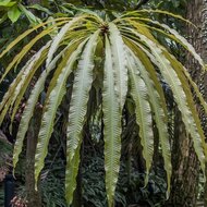 Kun-job tree (Barringtonia papuana)