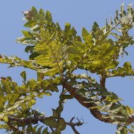 Indian frankincense tree (Boswellia serrata) 