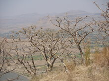 Indian frankincense tree (Boswellia serrata) 