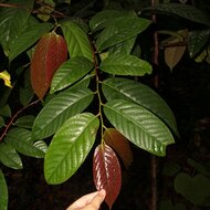 Bornean Ironwood (Eusideroxylon zwageri)