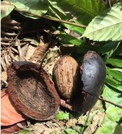 Bornean Ironwood (Eusideroxylon zwageri)