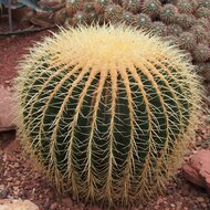 Golden Barrel Cactus (Echinocactus grusonii)