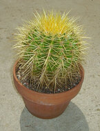 Golden Barrel Cactus (Echinocactus grusonii)