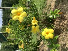 Golden trumpet (Allamanda cathartica)