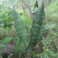 Sansevieria (Dracaena hyacinthoides)