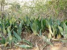 Sansevieria (Dracaena hyacinthoides)