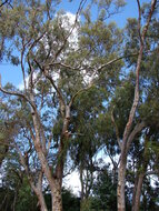 Lemon-scented gum (Corymbia citriodora)