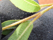 Lemon-scented gum (Corymbia citriodora)