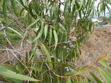 Lemon-scented gum (Corymbia citriodora)