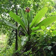 Rock banana (Ensete superbum)