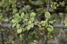 Myrrh (Commiphora myrrha)