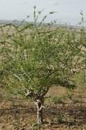 Myrrh (Commiphora myrrha)