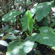 Alocasia (Alocasia holrungii)