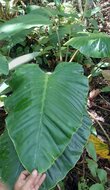 Alocasia (Alocasia holrungii)