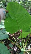 Alocasia (Alocasia holrungii)