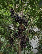 Gowok fruit tree (Syzygium polycephalum)