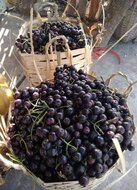 Gowok fruit tree (Syzygium polycephalum)