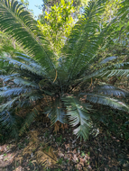 Cycad (Cycas glauca)