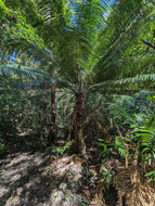 Cycad (Cycas glauca)