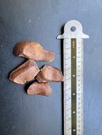 Mahogany (Swietenia mahagoni)