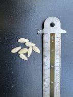 Wax gourd (Benincasa hispida)