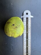 Australian Chestnut (Castanospermum australe)