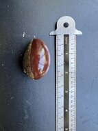 Canistel (Pouteria campechiana)