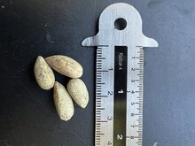 Neem tree (Azadirachta indica)