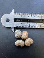 Australian Baobab (Adansonia gregorii)