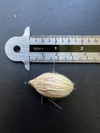 Manila Palm (Veitchia merrillii)