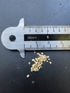 Goji Berry (Lycium barbarum)