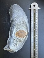Javan Cucumber (Alsomitra macrocarpa)