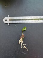 Gowok fruit tree (Syzygium polycephalum)