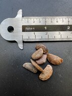 Date Plum (Diospyros lotus)