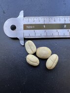 Dwarf Arabica Coffee (Coffea arabica &#039;nana&#039;)