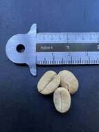 Arabica Coffee (Coffea arabica)