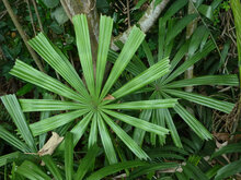Golden licuala (Licuala paludosa)