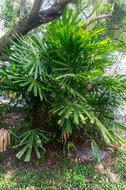 Hainan fan Palm (Lanonia hainanensis)