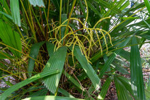 Hainan fan Palm (Lanonia hainanensis)
