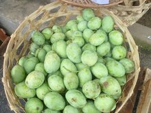 Kopyor mango (Mangifera laurina)