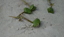 Black mangrove (Avicennia germinans)