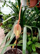 Aroid (Amorphophallus atroviridis)