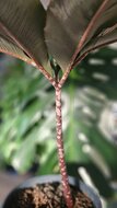Aroid (Amorphophallus atroviridis)