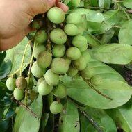 Griffith&#039;s mango (Mangifera griffithii)