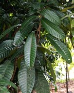 Griffith&#039;s mango (Mangifera griffithii)