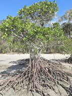 Spotted mangrove (Rhizophora stylosa)