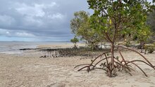 Spotted mangrove (Rhizophora stylosa)
