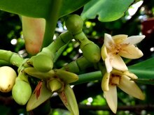 Spotted mangrove (Rhizophora stylosa)