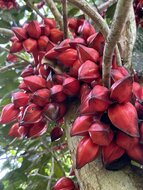 Red Angled Tampoi (Baccaurea angulata)