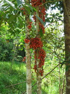 Red Angled Tampoi (Baccaurea angulata)